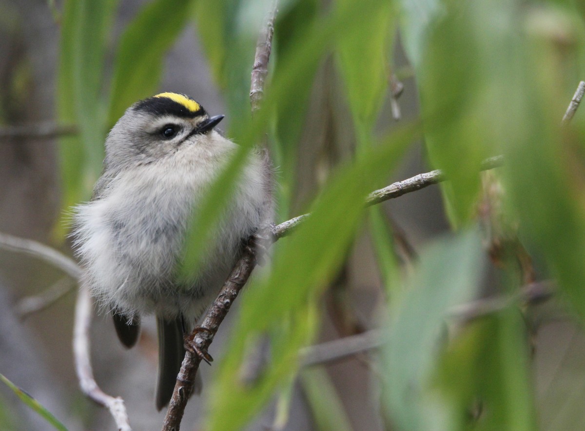 Golden-crowned Kinglet - ML647806774