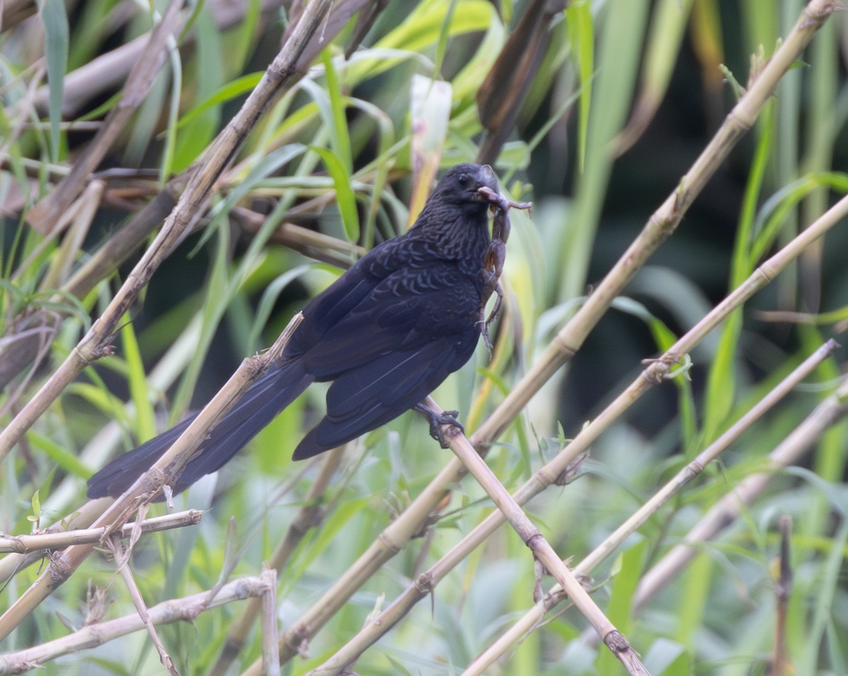 Smooth-billed Ani - ML647806775