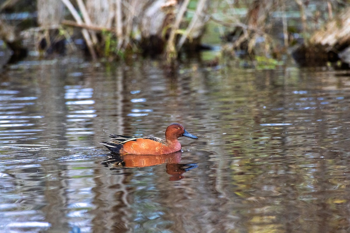Cinnamon Teal - ML647806776