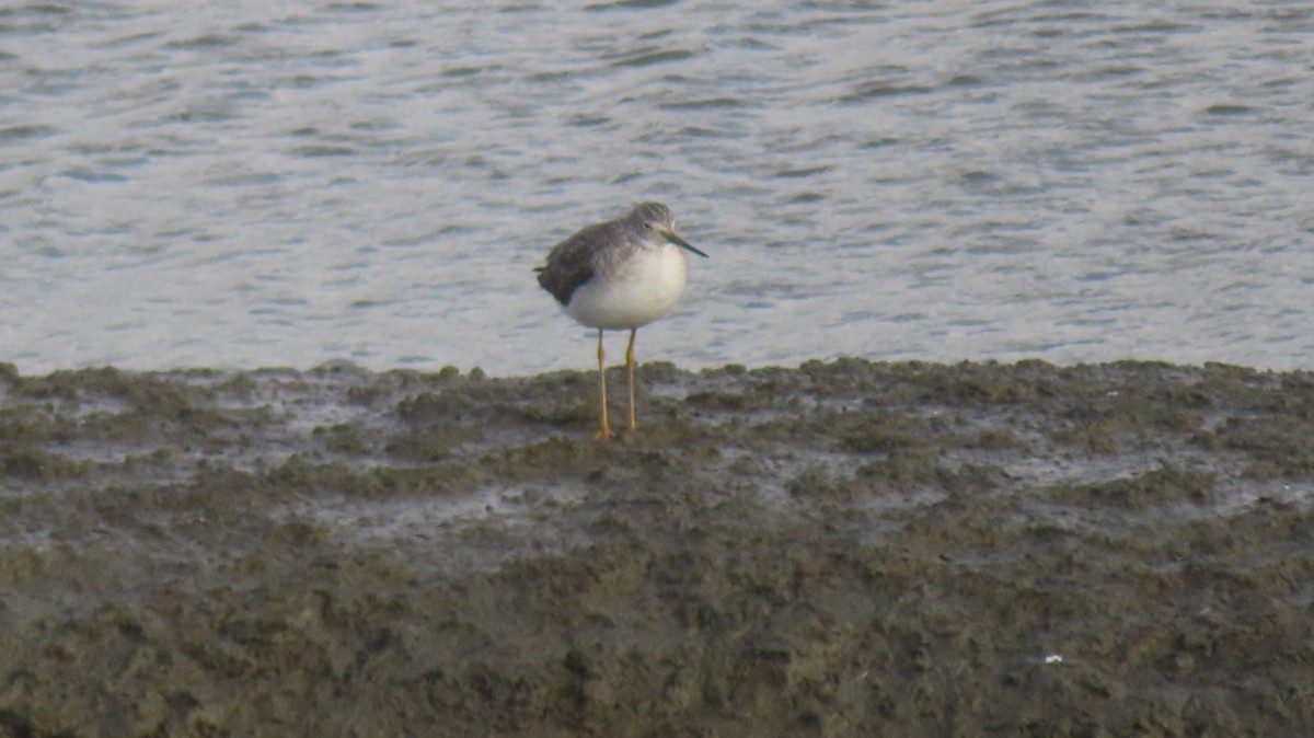 Greater Yellowlegs - ML647806778
