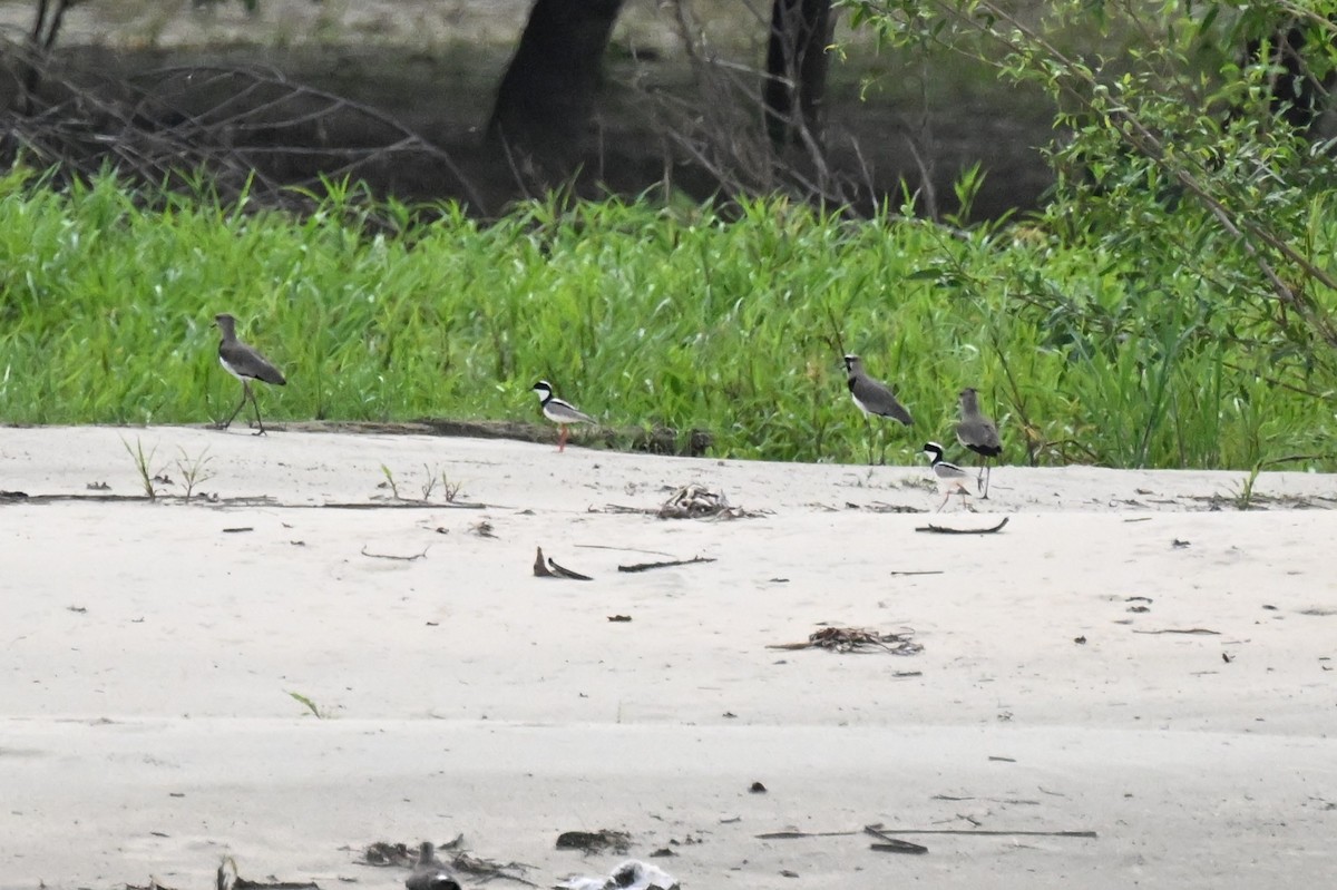 Pied Plover - ML647806779