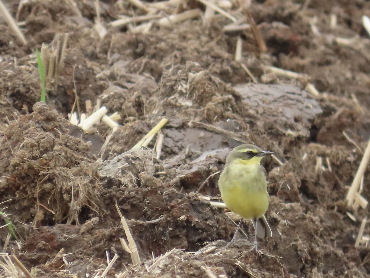 Eastern Yellow Wagtail - ML647806780