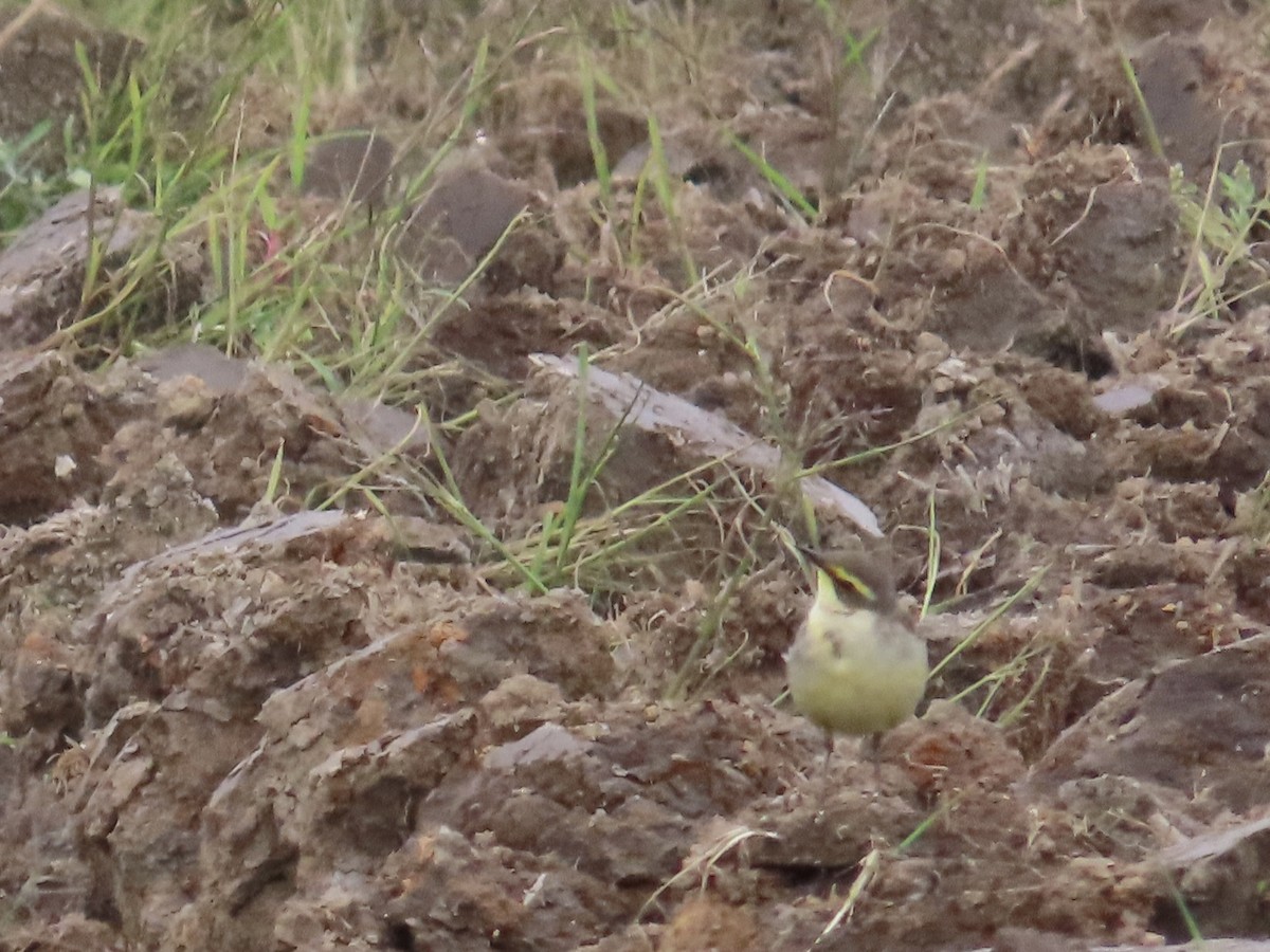 Eastern Yellow Wagtail - ML647806781