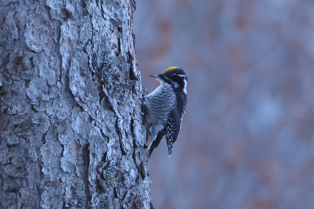 American Three-toed Woodpecker - ML647806783