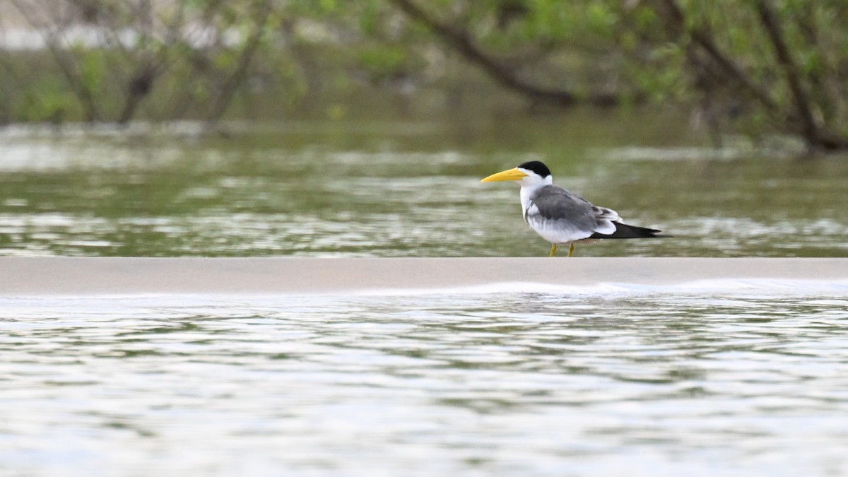 Large-billed Tern - ML647806784