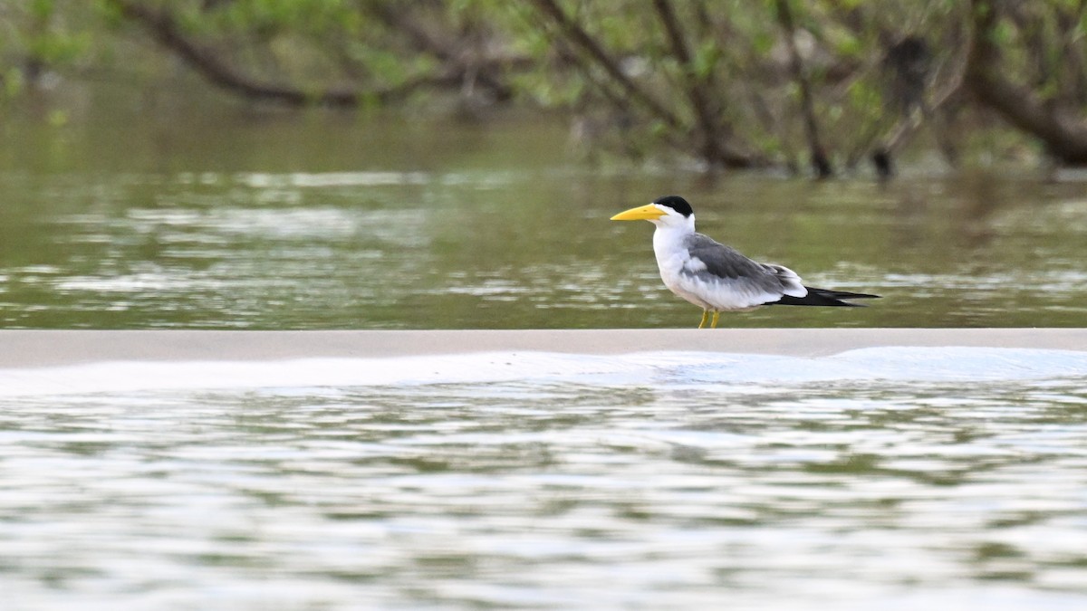 Large-billed Tern - ML647806785