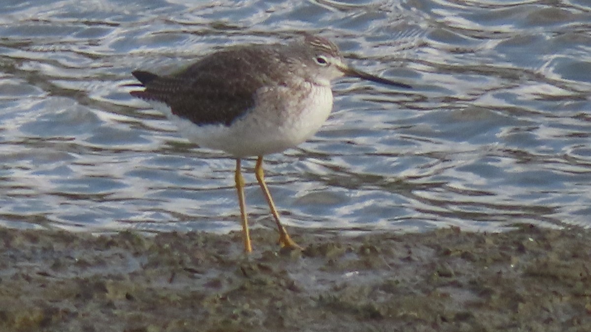 Greater Yellowlegs - ML647806787