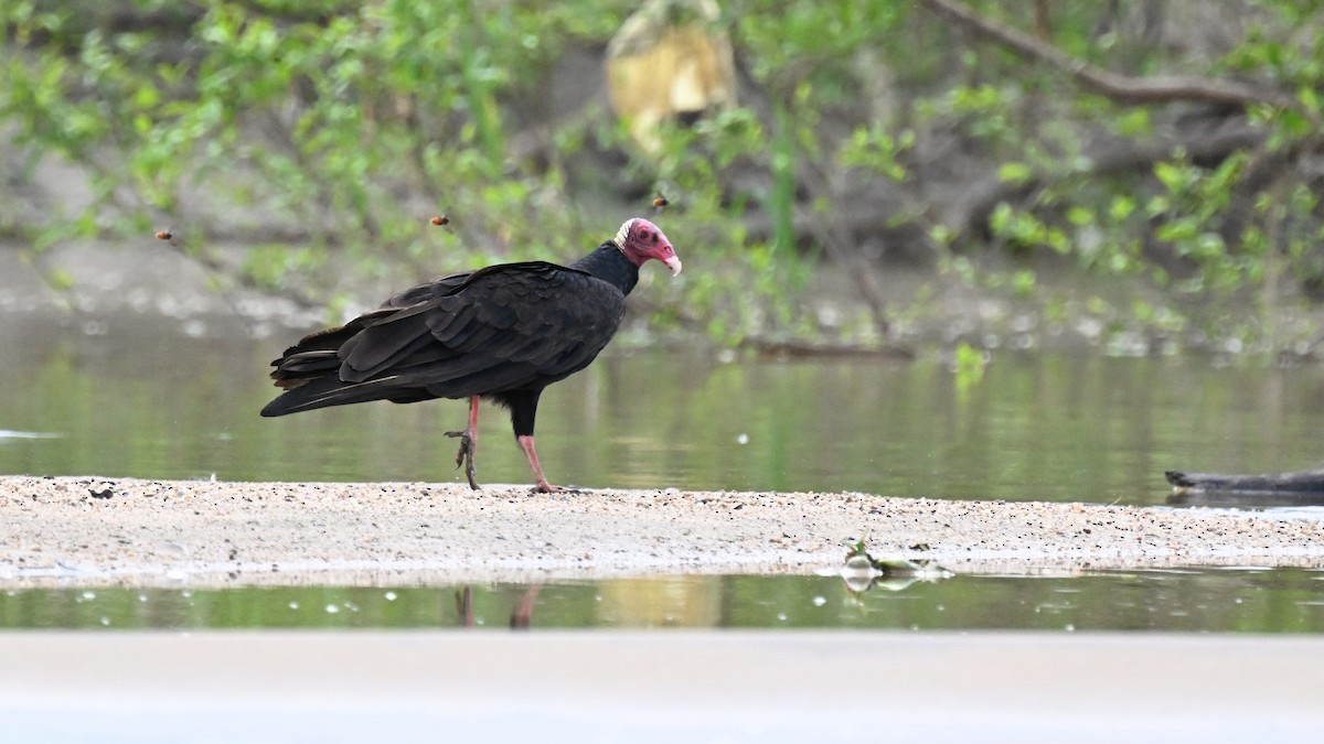 Turkey Vulture (Tropical) - ML647806799