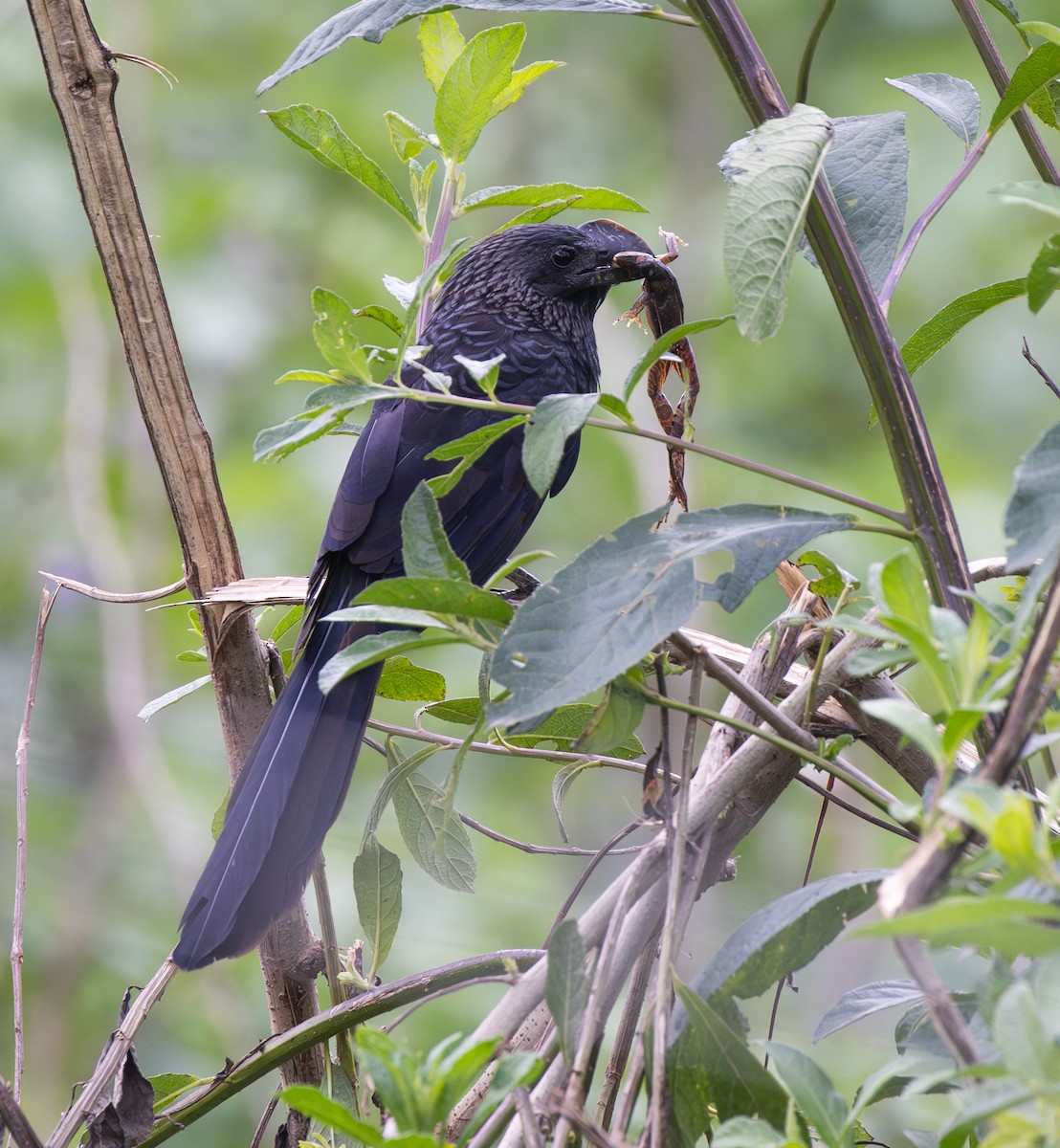 glattnebbani - ML647806805