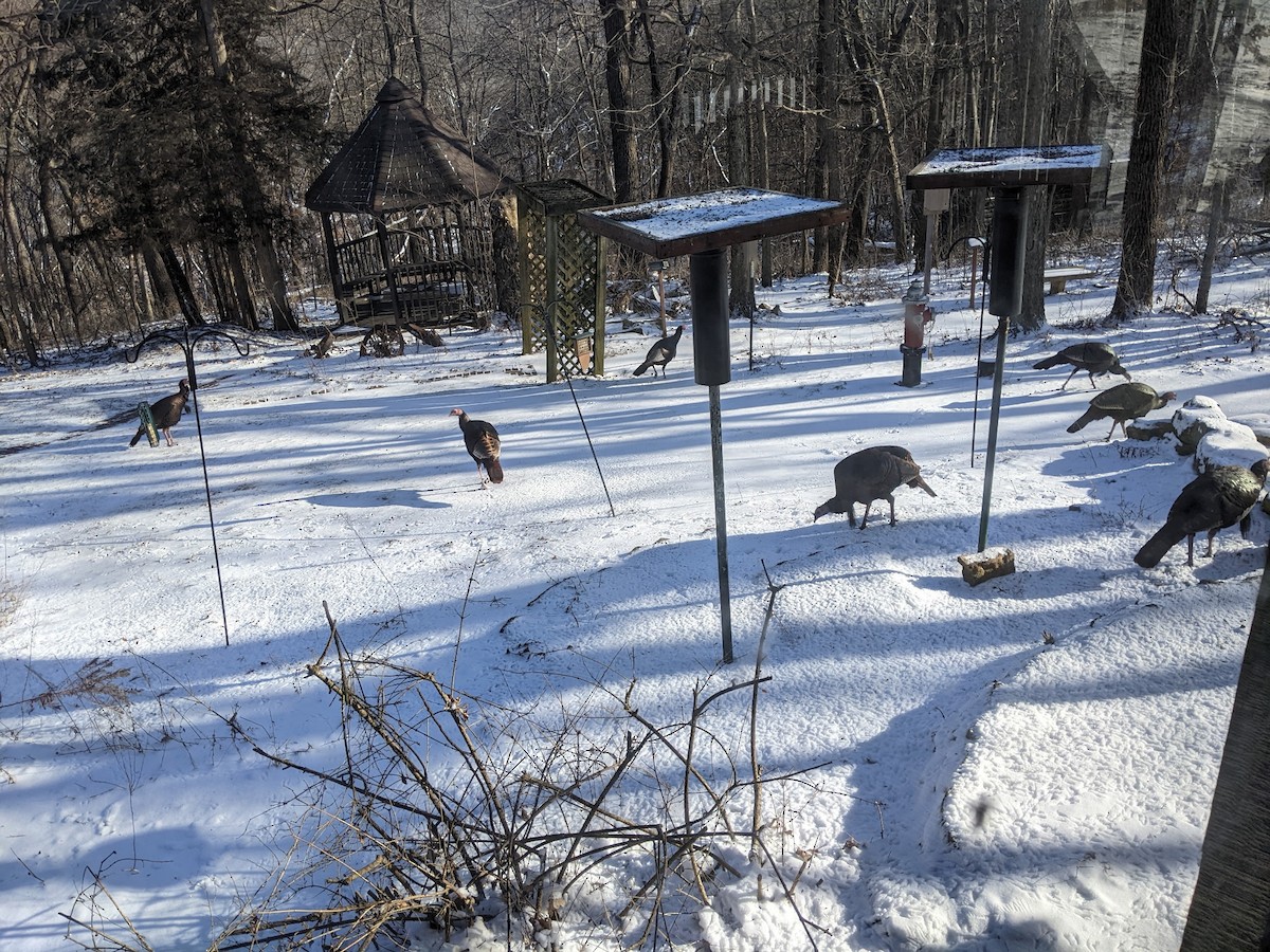 Wild Turkey - ML647806817