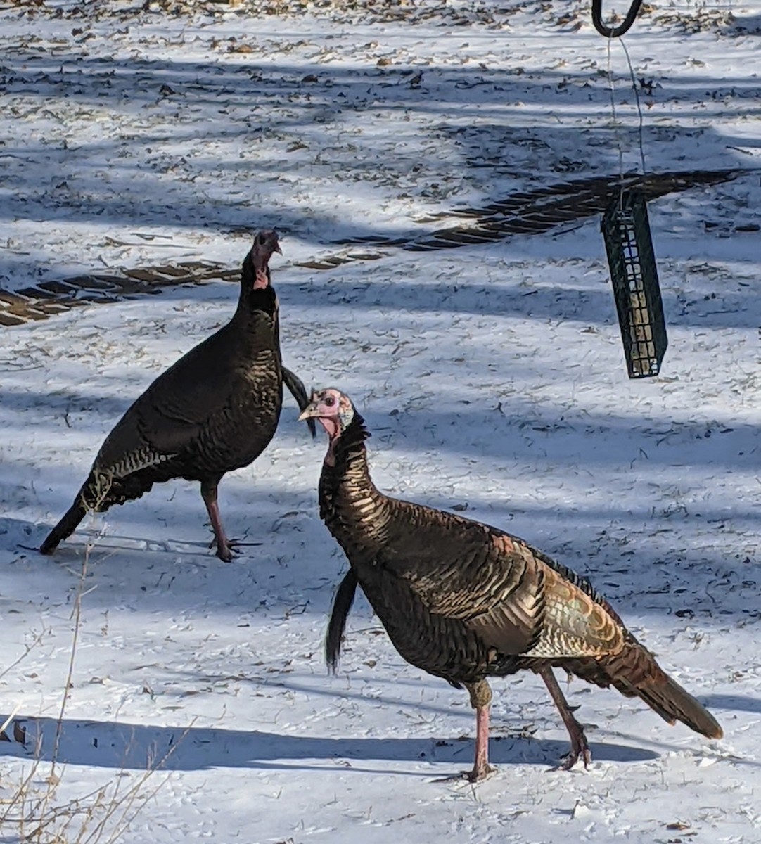 Wild Turkey - ML647806818