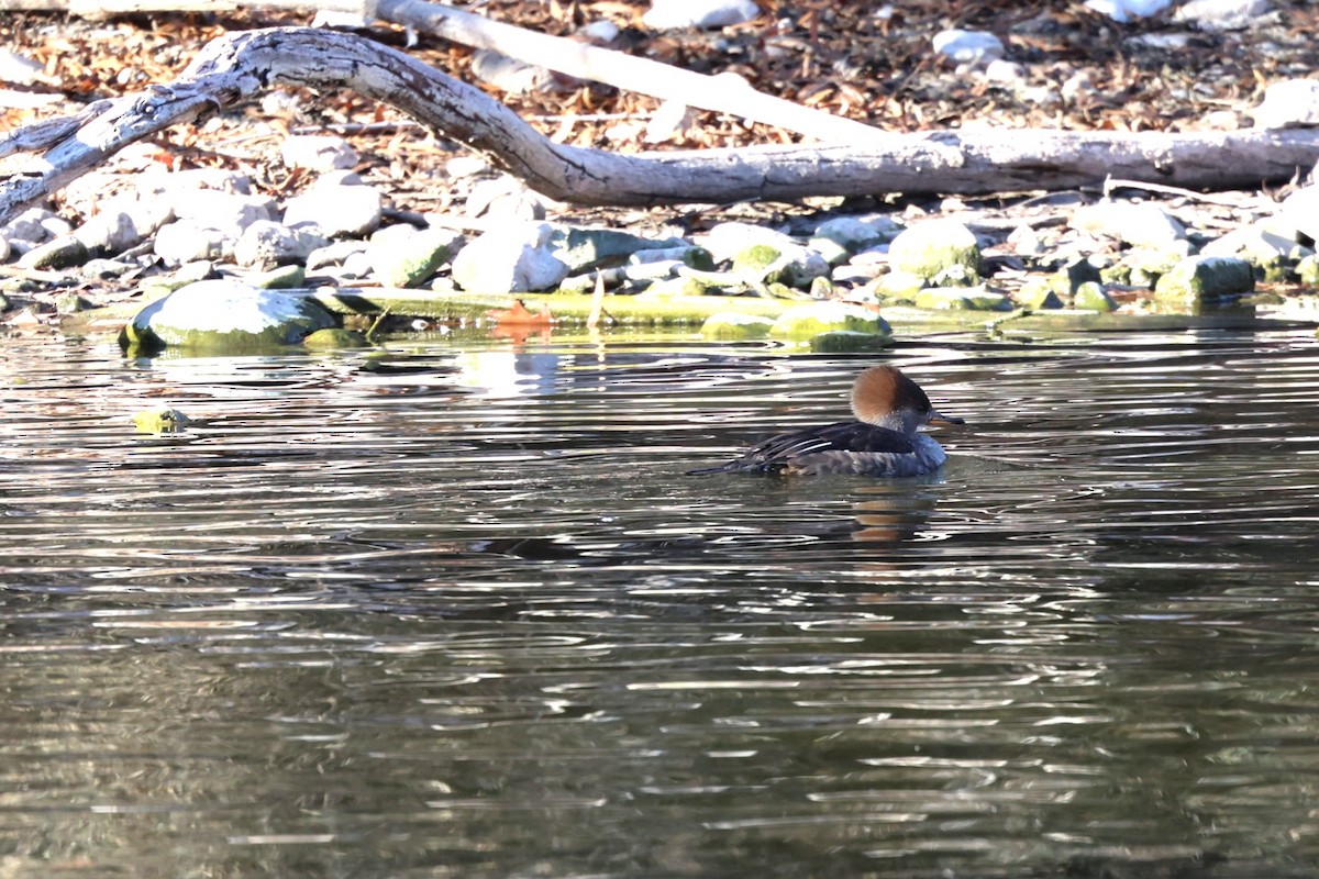 Smergo dal cappuccio - ML647806835