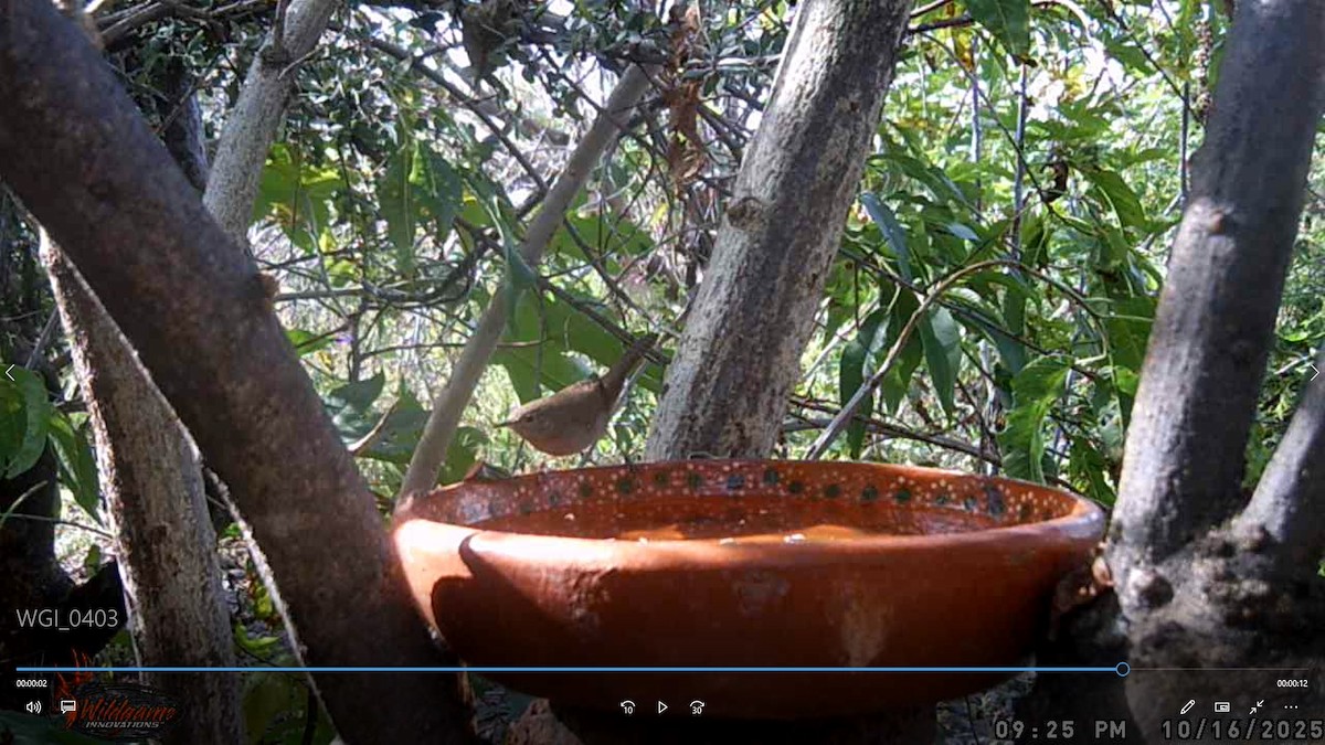 Northern House Wren - ML647806845