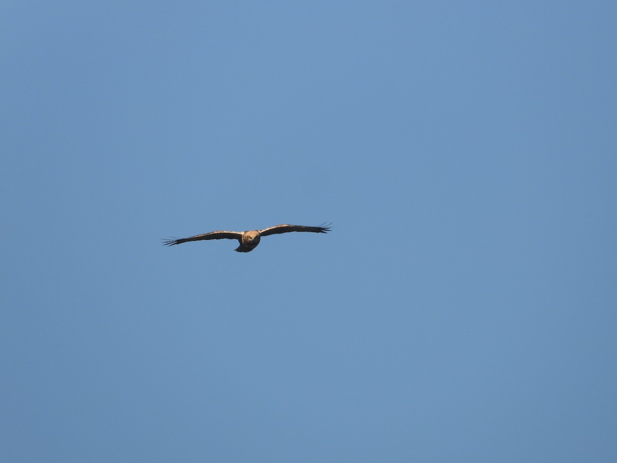 西方澤鵟 - ML647806860