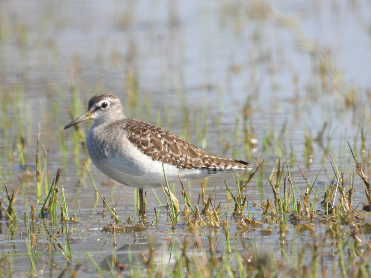 タカブシギ - ML647806865