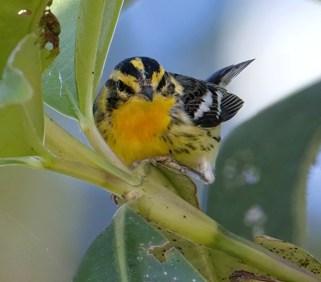 hemlokkparula - ML647806871