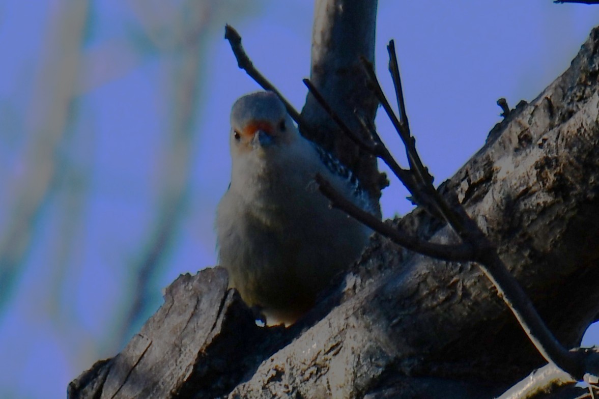 Red-bellied Woodpecker - ML647806891
