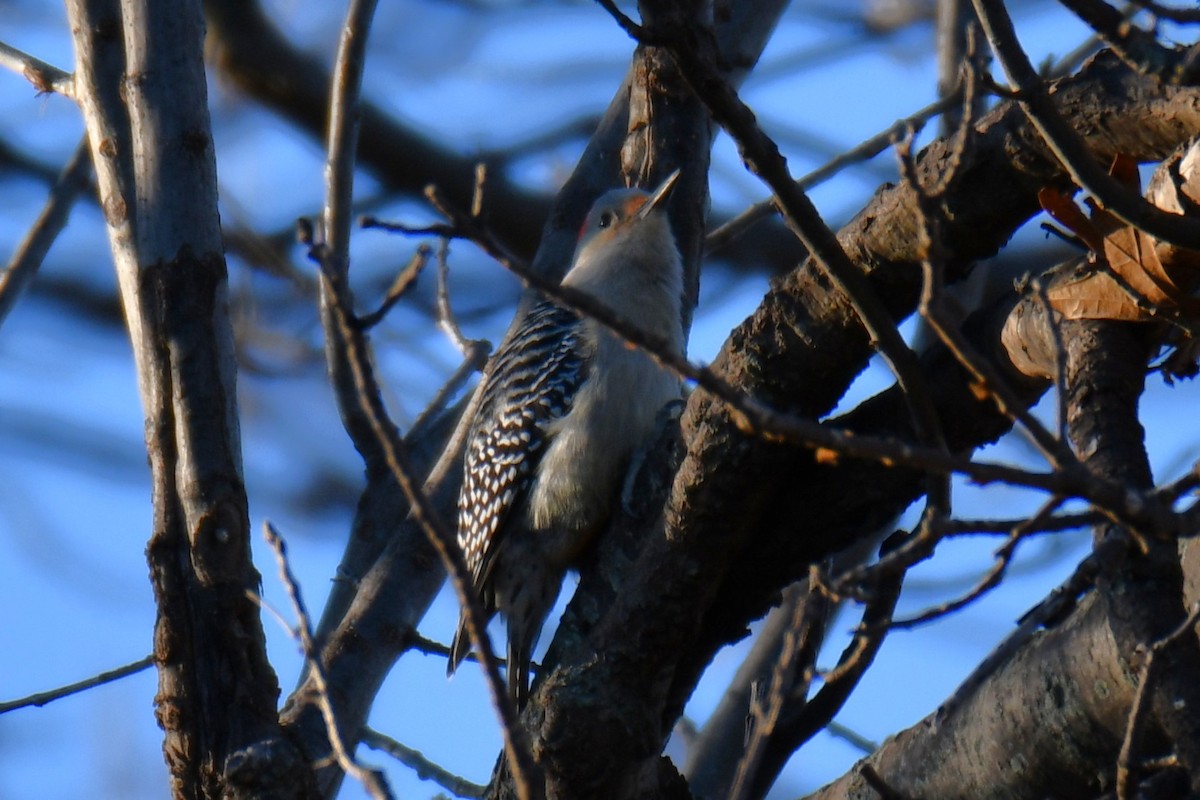 Red-bellied Woodpecker - ML647806892