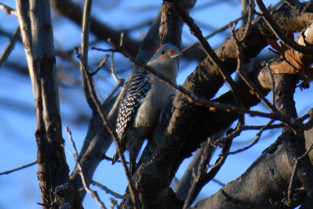 Red-bellied Woodpecker - ML647806893