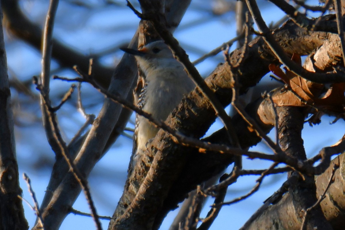 Red-bellied Woodpecker - ML647806894