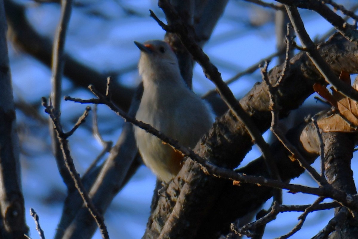 Red-bellied Woodpecker - ML647806895