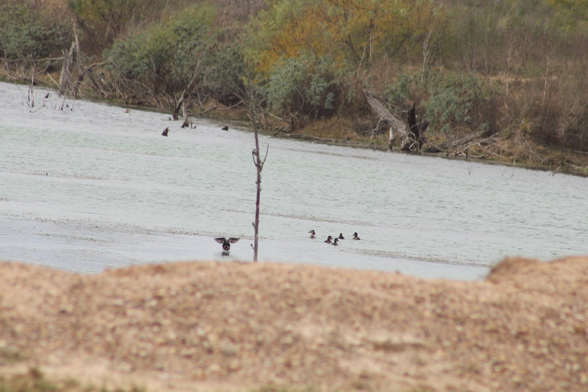 Büyük Elmabaş - ML647806899