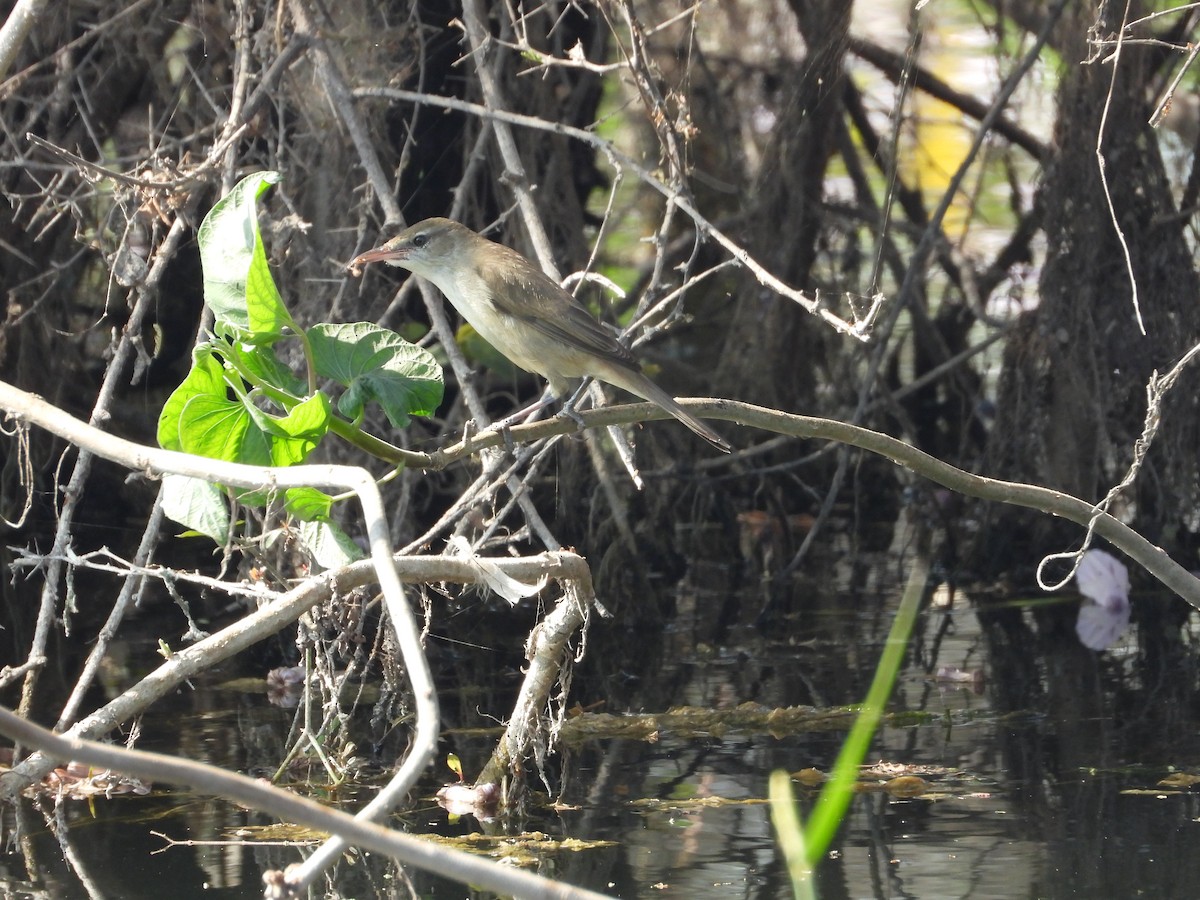 קנית אפריקנית - ML647806912