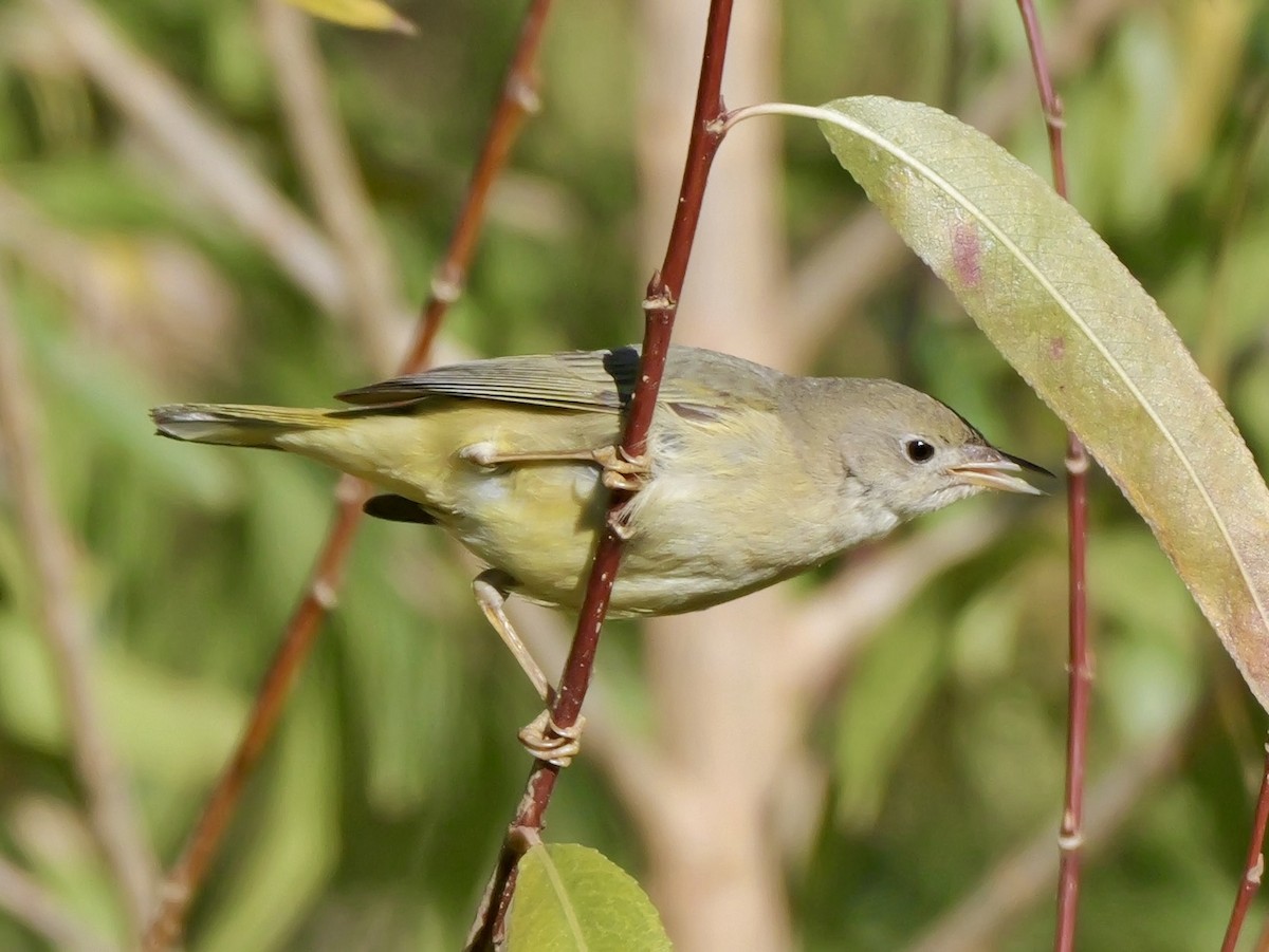 Common Yellowthroat - ML647806913