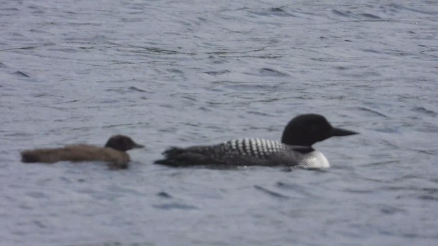 Colimbo Grande - ML647806922