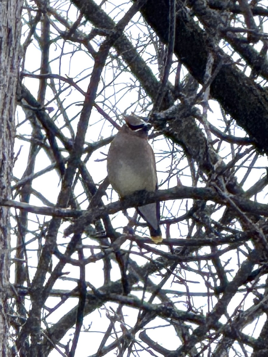 brkoslav americký - ML647806924