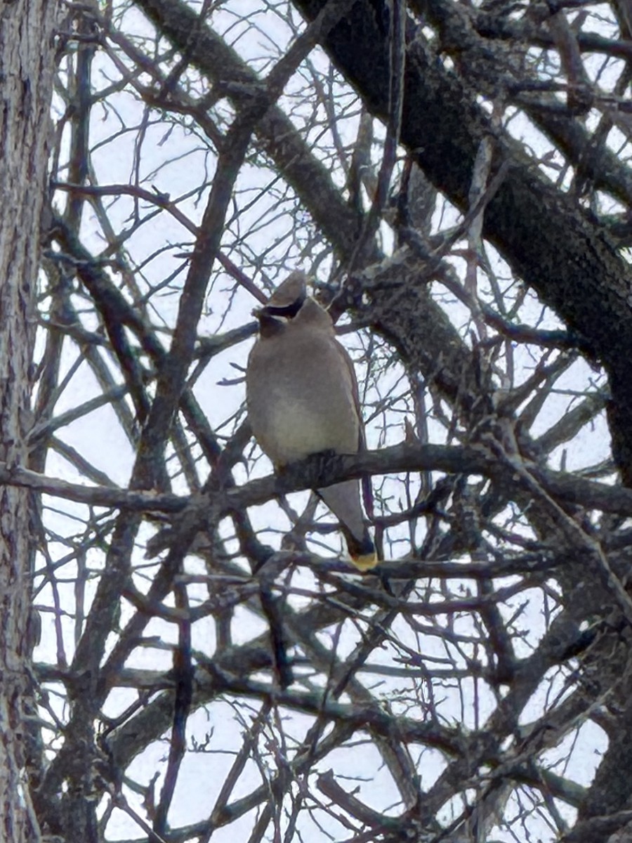 brkoslav americký - ML647806925