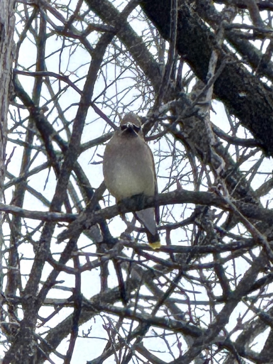 brkoslav americký - ML647806936