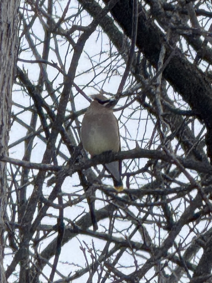 brkoslav americký - ML647806937