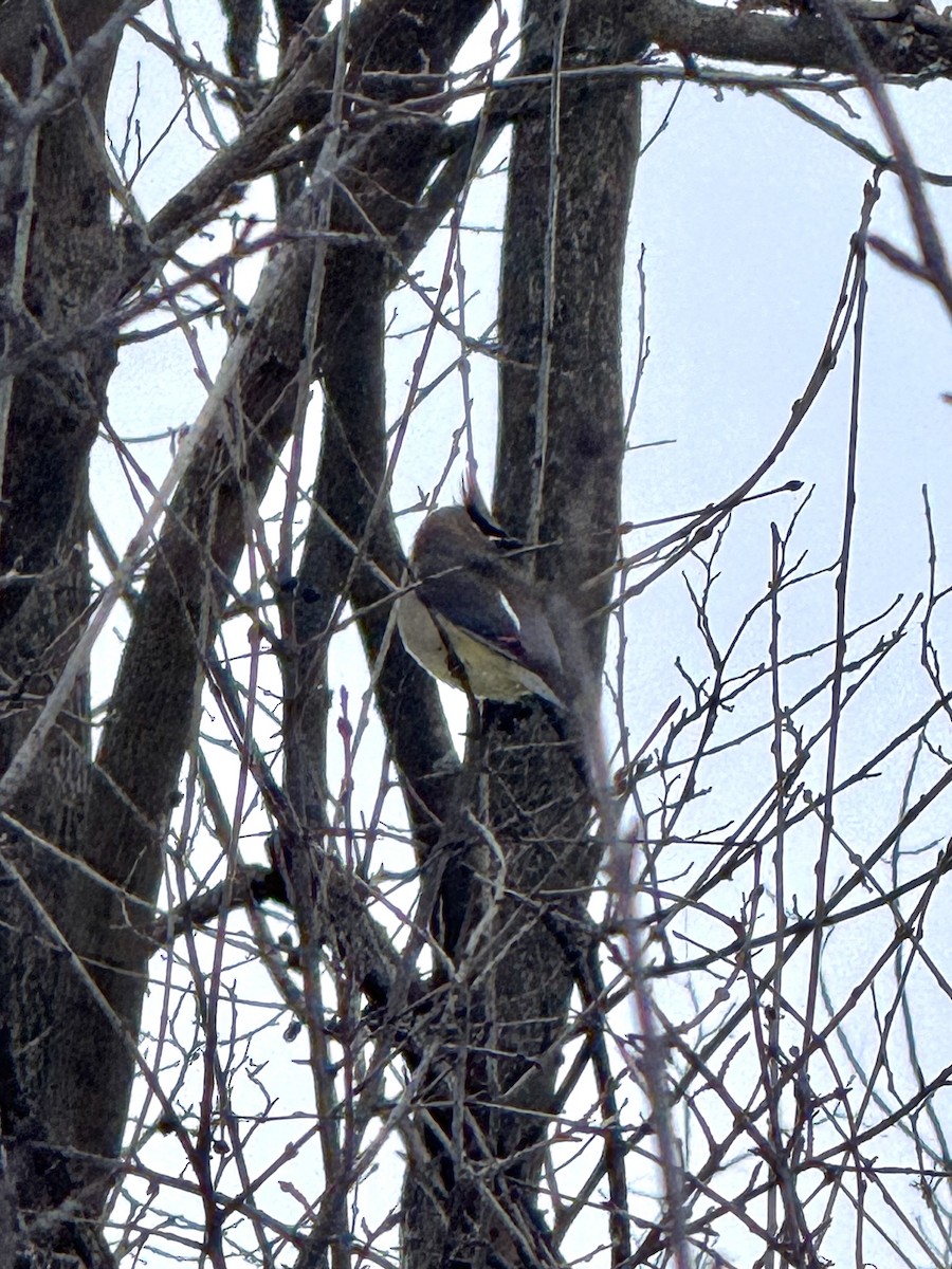 brkoslav americký - ML647806949