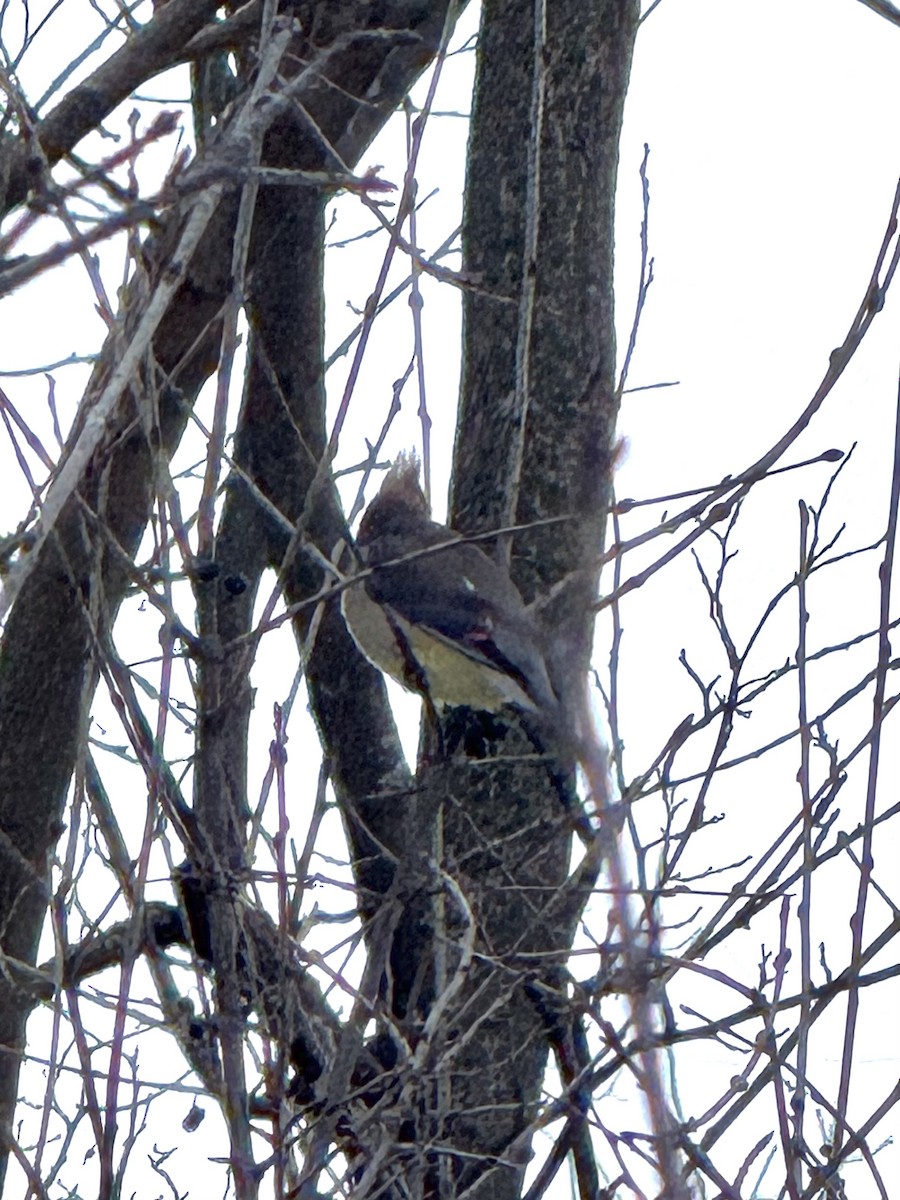 brkoslav americký - ML647806950