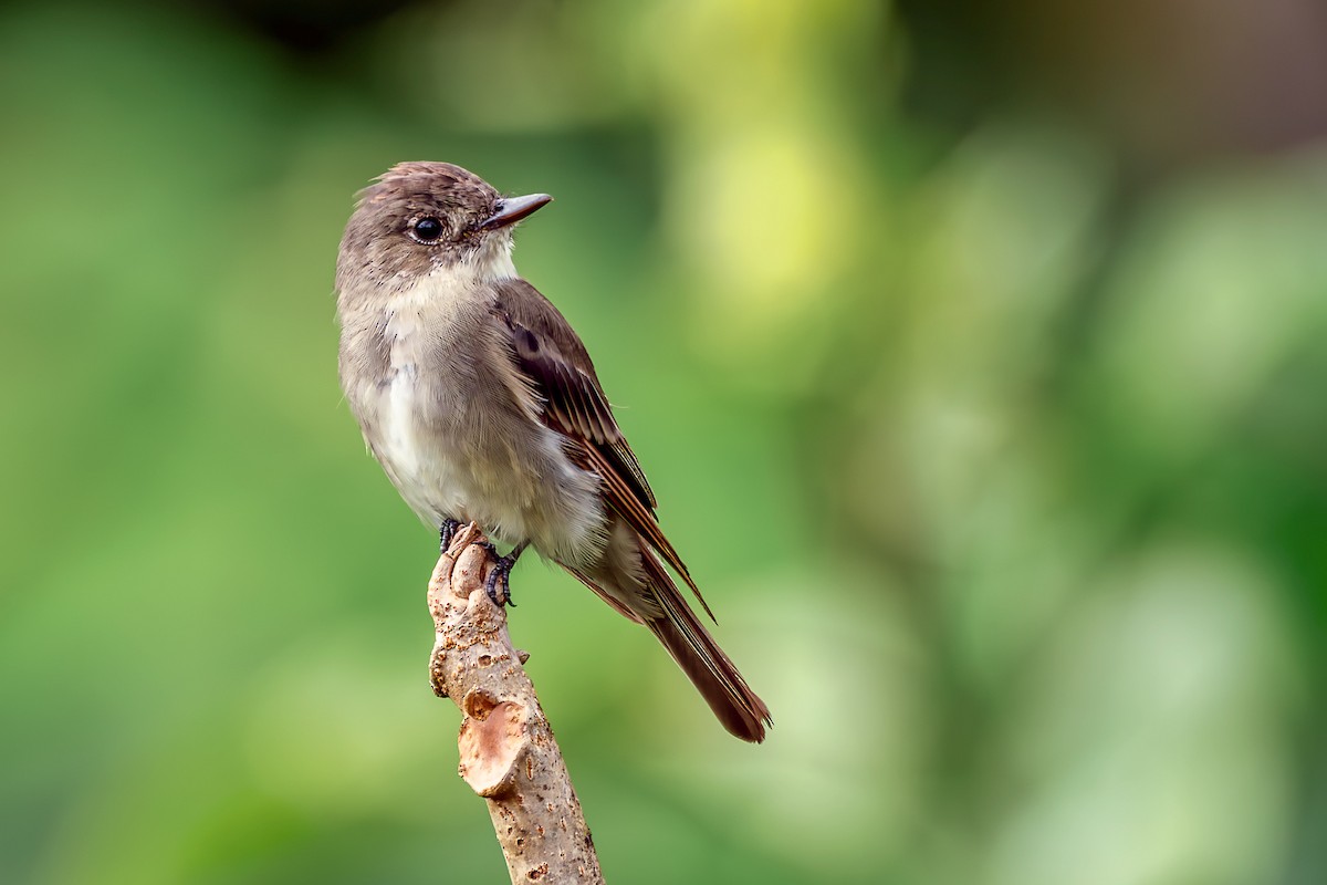 Western Wood-Pewee - ML647806956