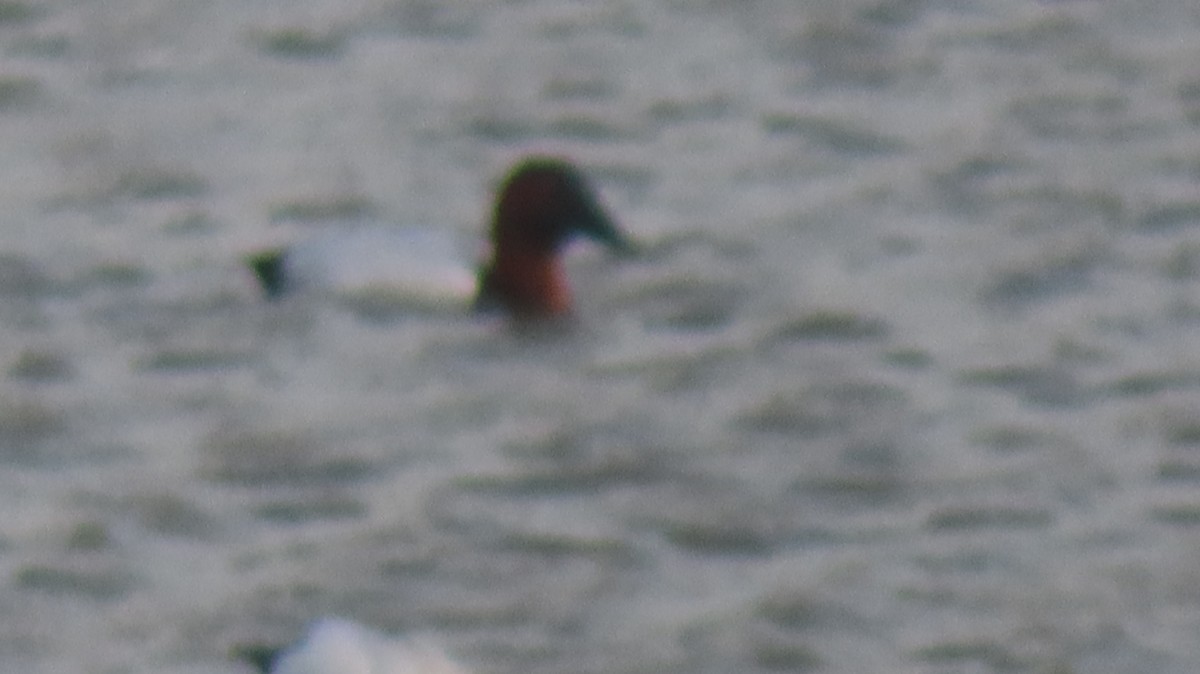 Büyük Elmabaş - ML647806987