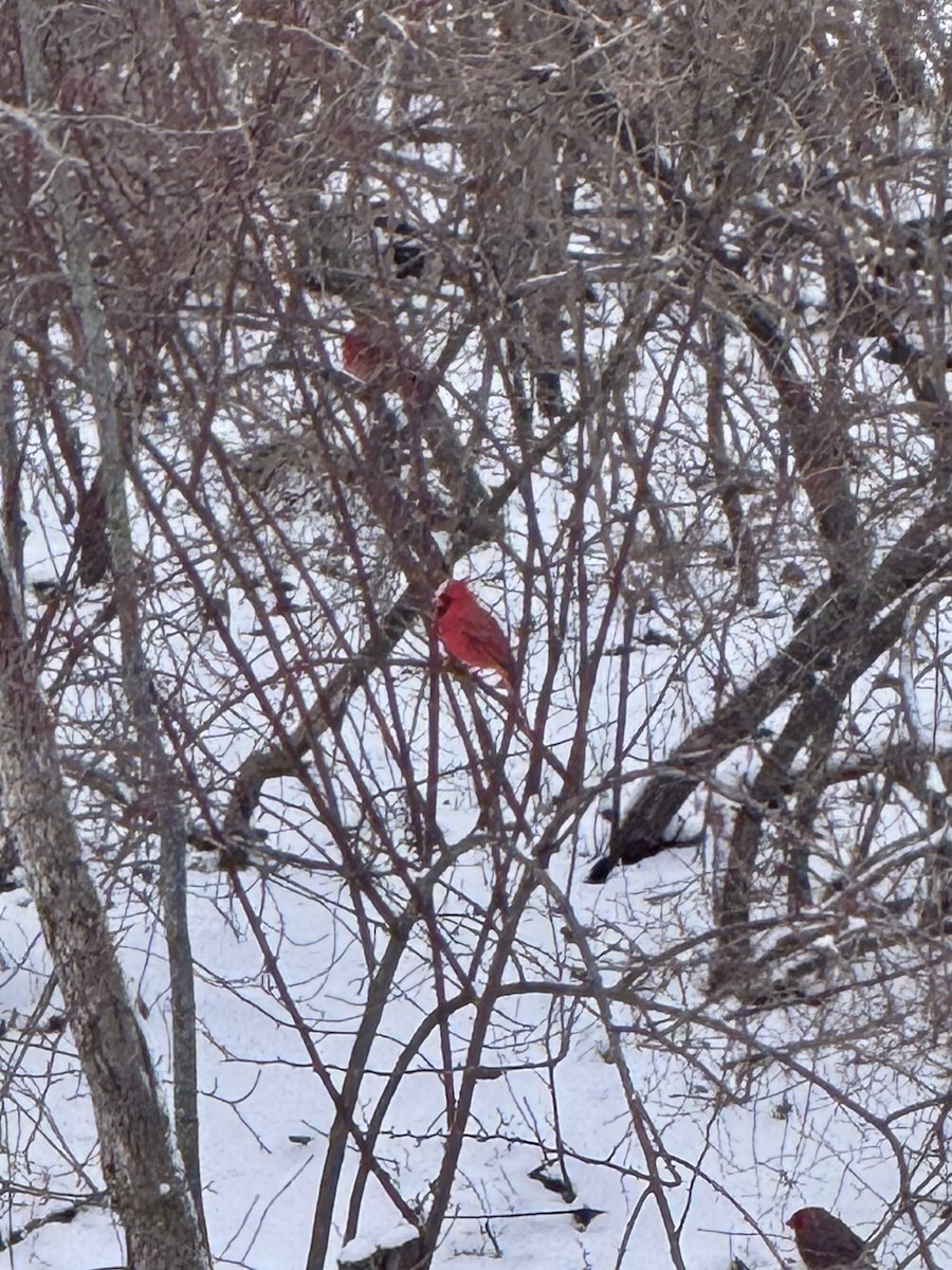 Northern Cardinal - ML647806992