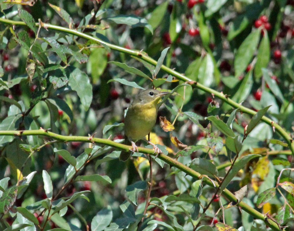 Common Yellowthroat - ML647807012