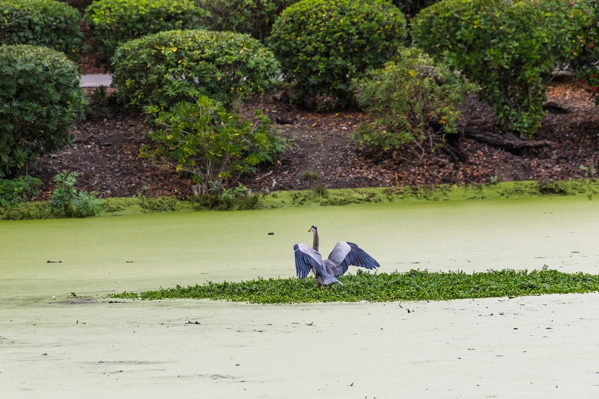 Great Blue Heron - ML647807017
