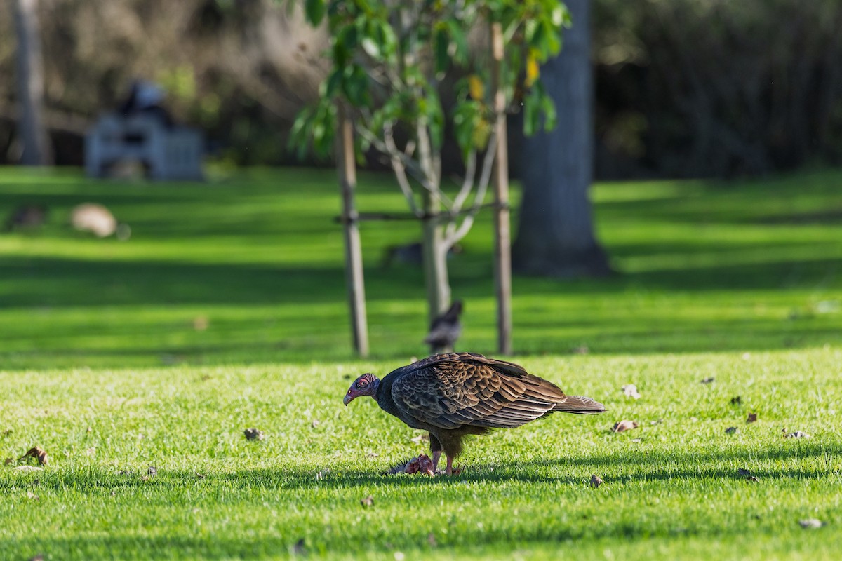Turkey Vulture - ML647807021
