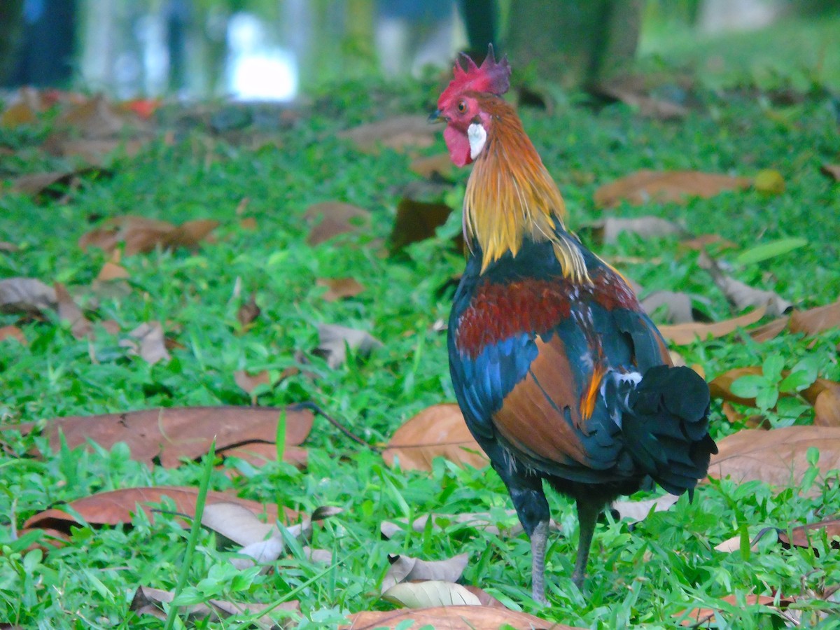 Red Junglefowl - ML647807023