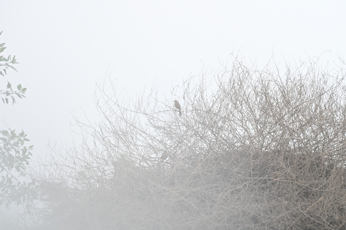 Porsuk Serçesi - ML647807034