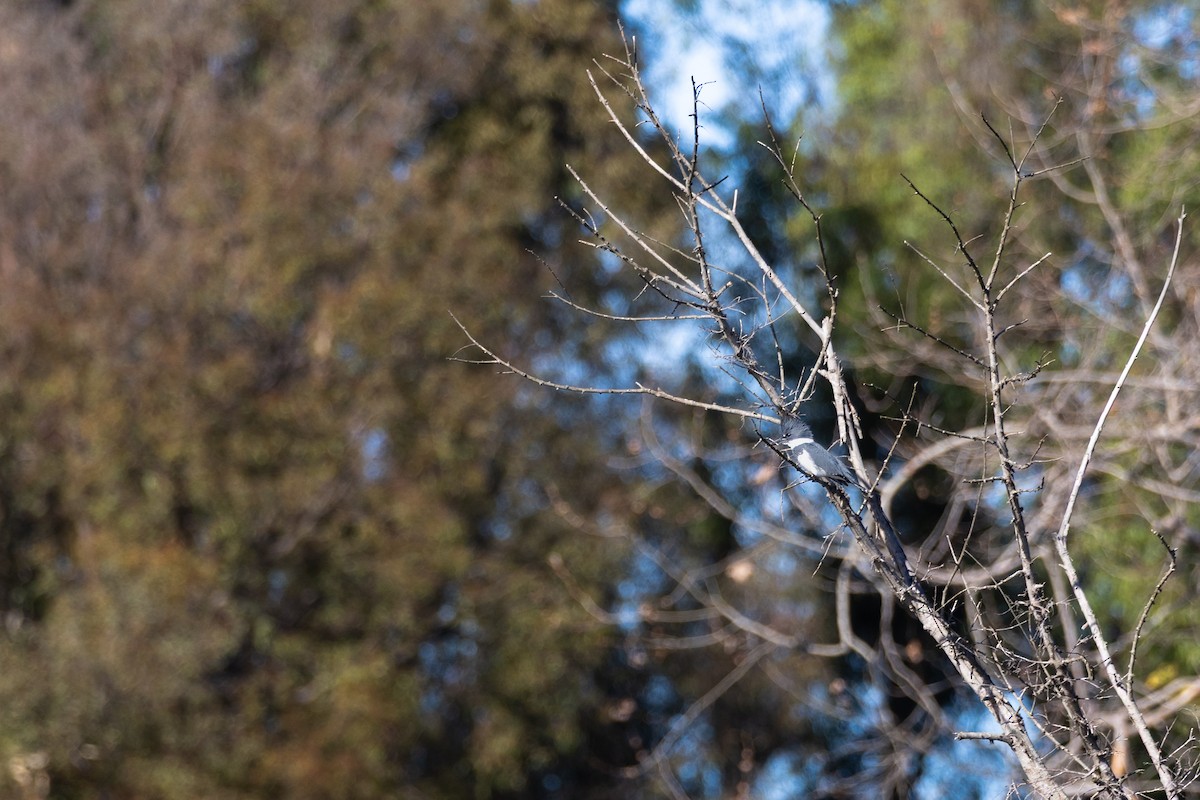 Martin handi iparramerikarra - ML647807039