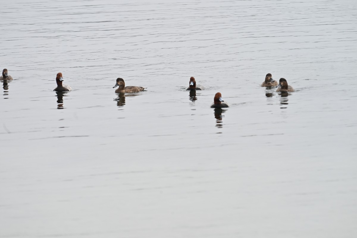 アメリカホシハジロ - ML647807040