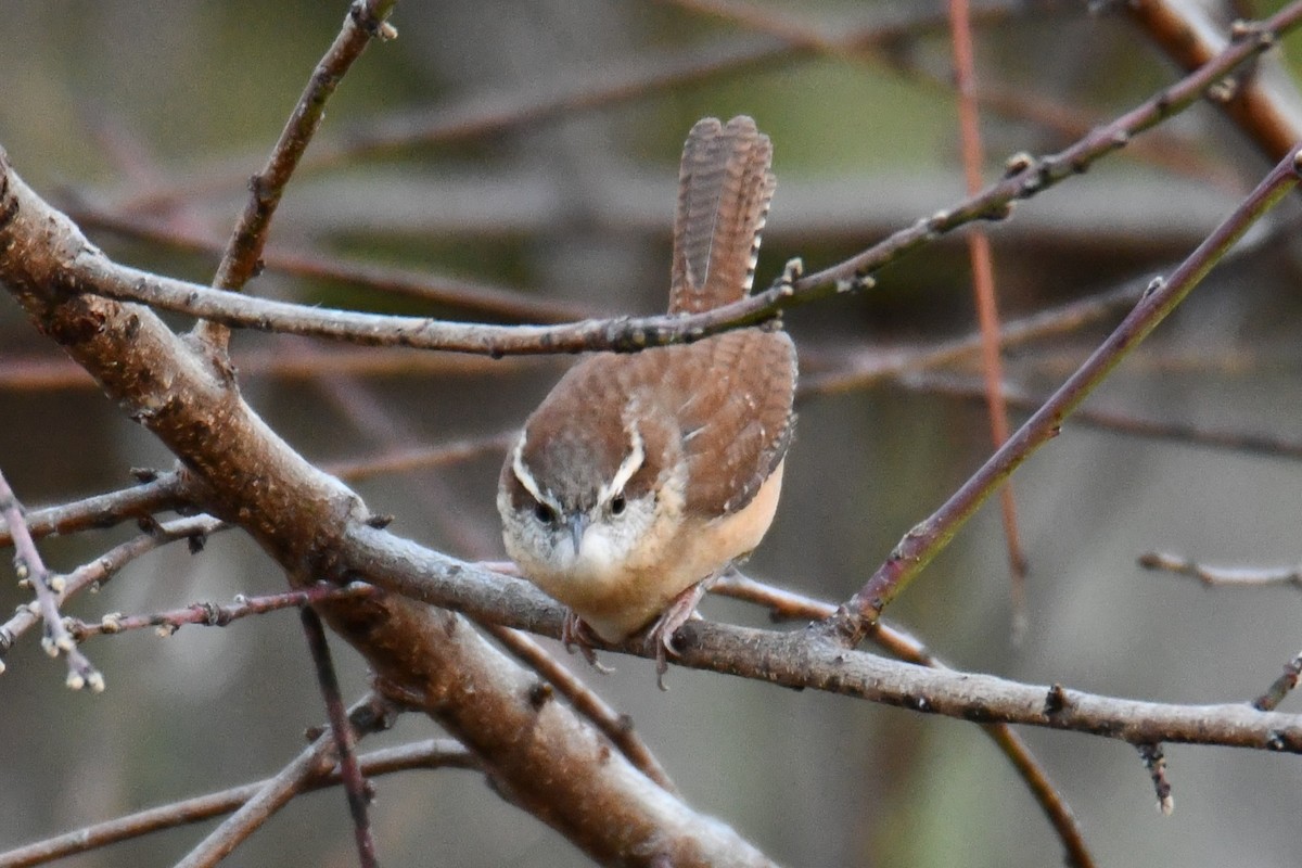 チャバラマユミソサザイ - ML647807043