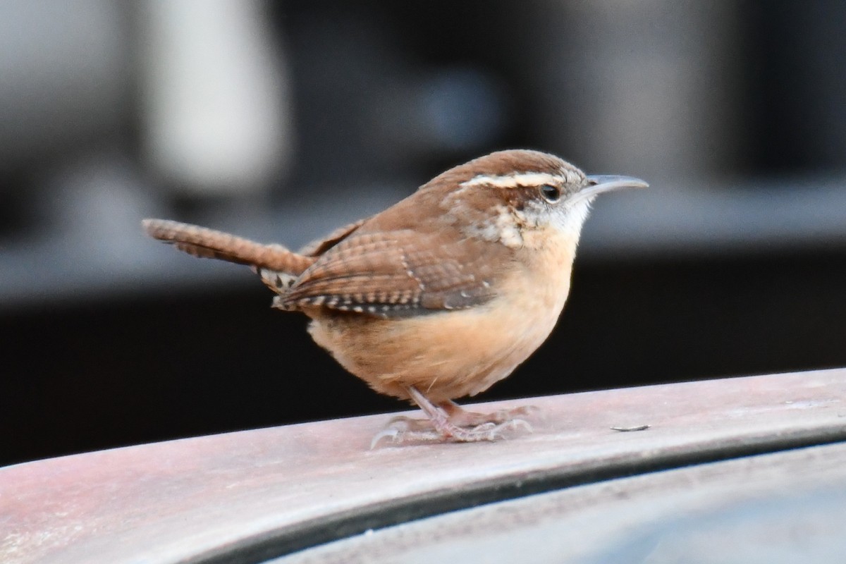 チャバラマユミソサザイ - ML647807044