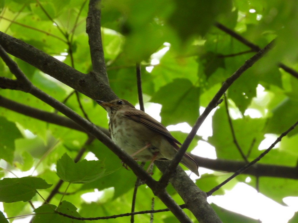 チャイロコツグミ - ML647807046