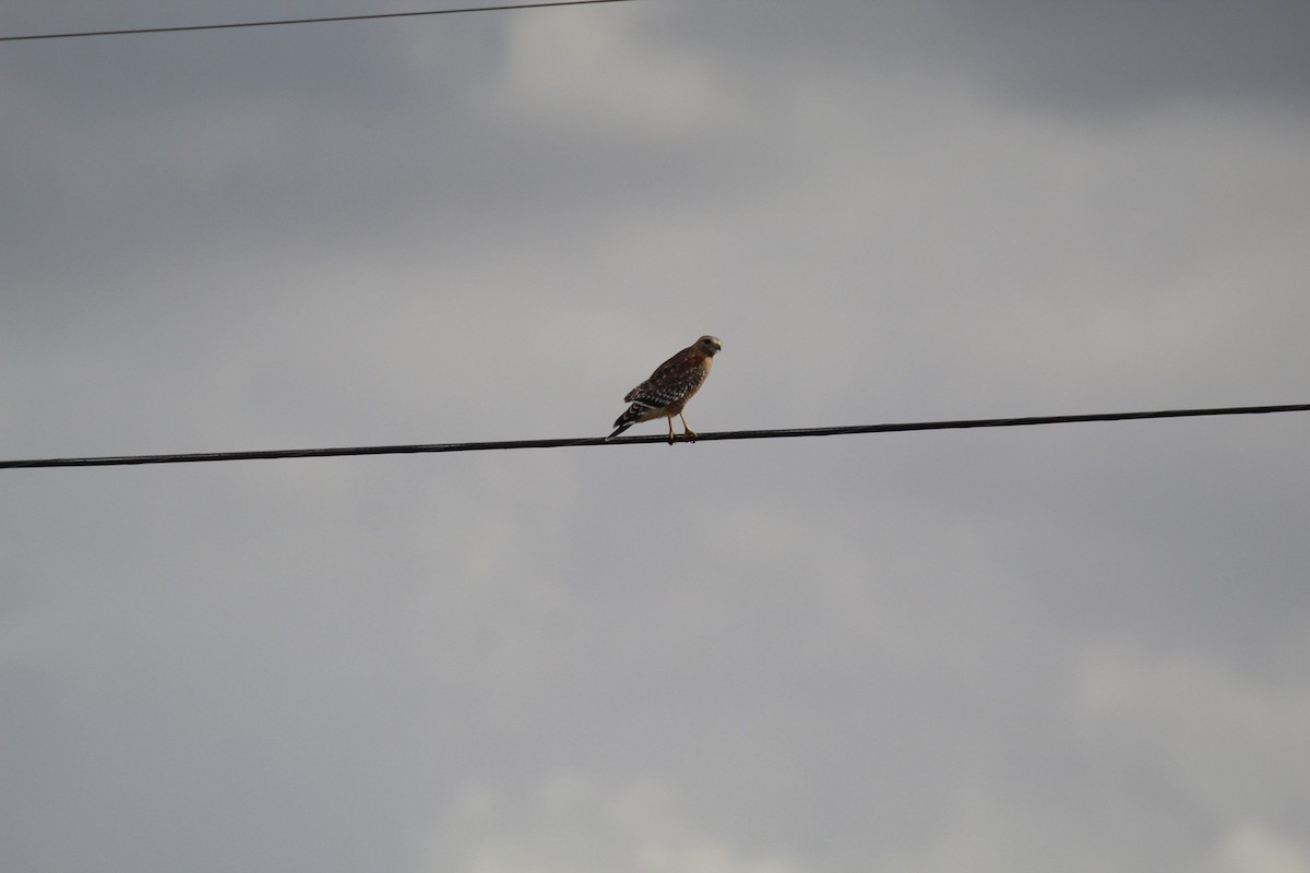 カタアカノスリ - ML647807047