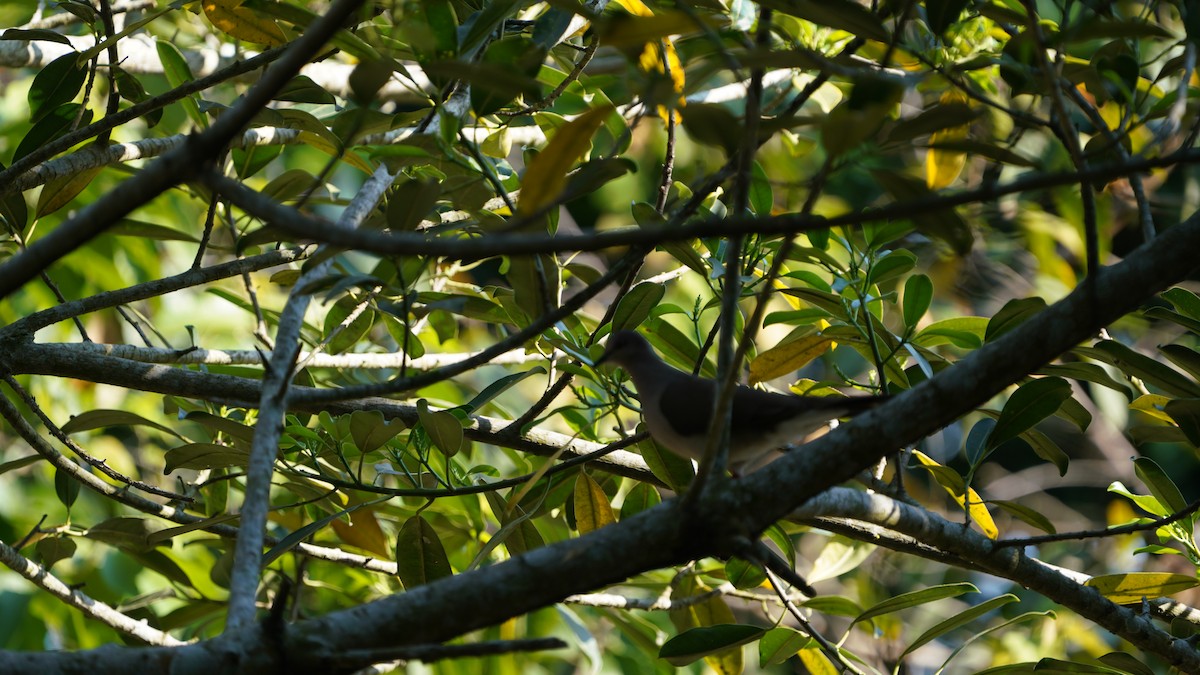 シロビタイシャコバト - ML647807048